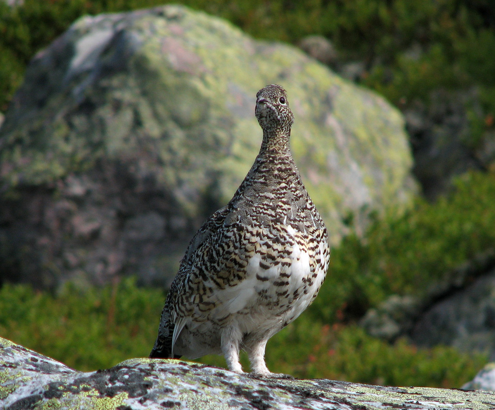 Moorschneehuhn