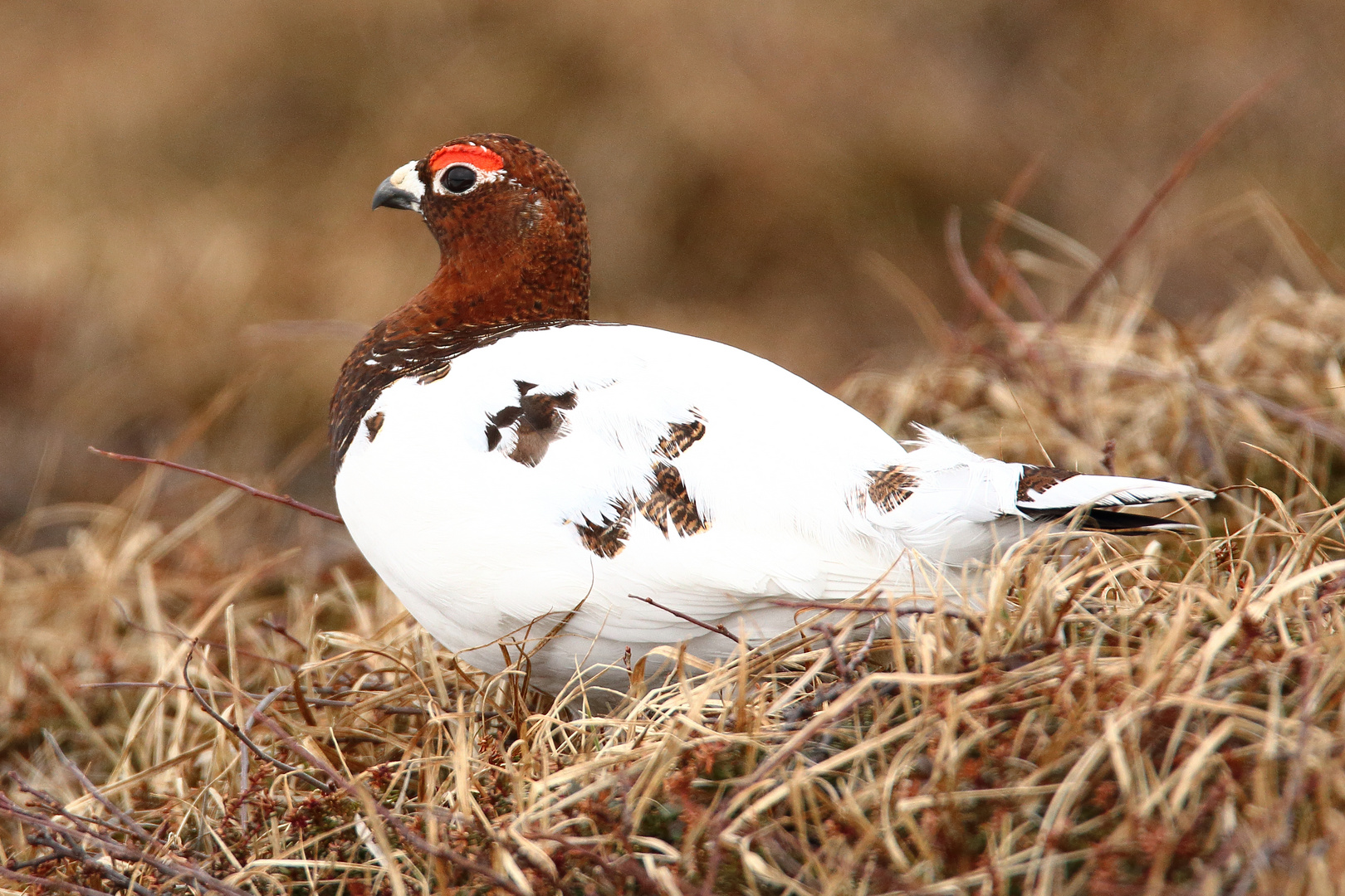 Moorschneehuhn