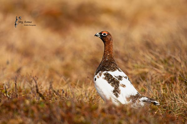 Moorschneehuhn // Dalarna