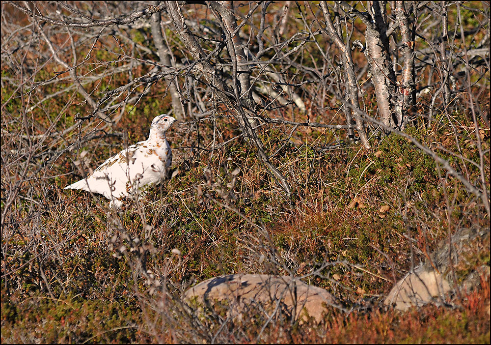 Moorschneehuhn