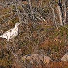 Moorschneehuhn