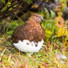 Moorschneehuhn im Denali NP in Alaska - USA