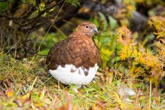 Moorschneehuhn im Denali NP in Alaska - USA