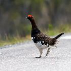 Moorschneehuhn (Lagopus lagopus)