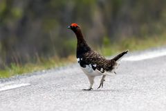 Moorschneehuhn (Lagopus lagopus)