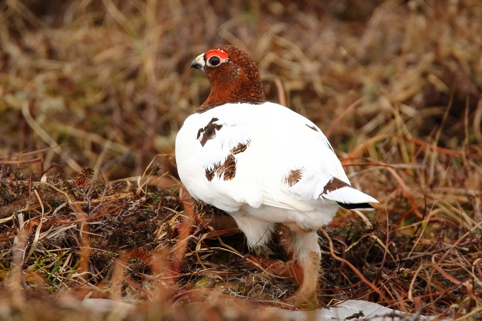 Moorschneehuhn (m)