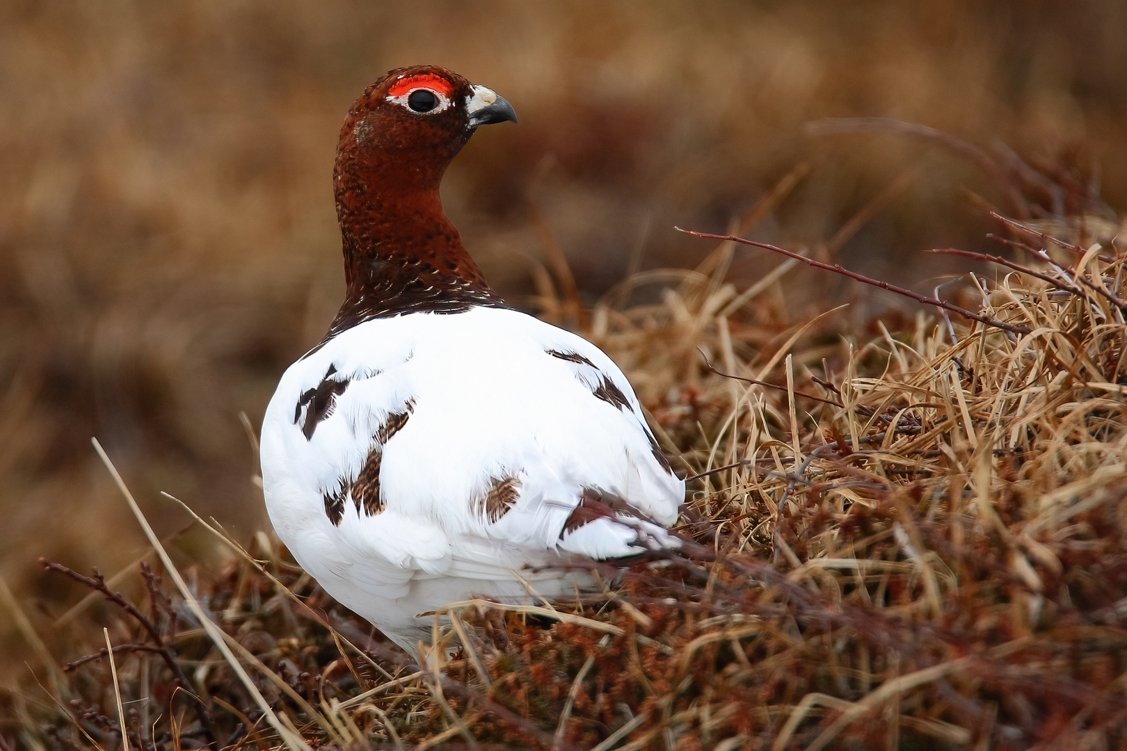 Moorschneehuhn (m)