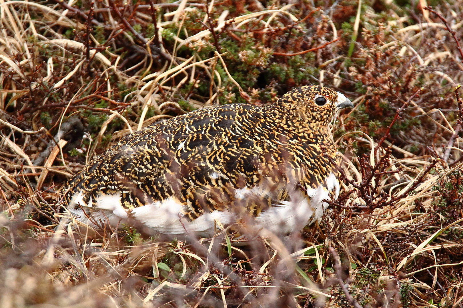 Moorschneehuhn (w)