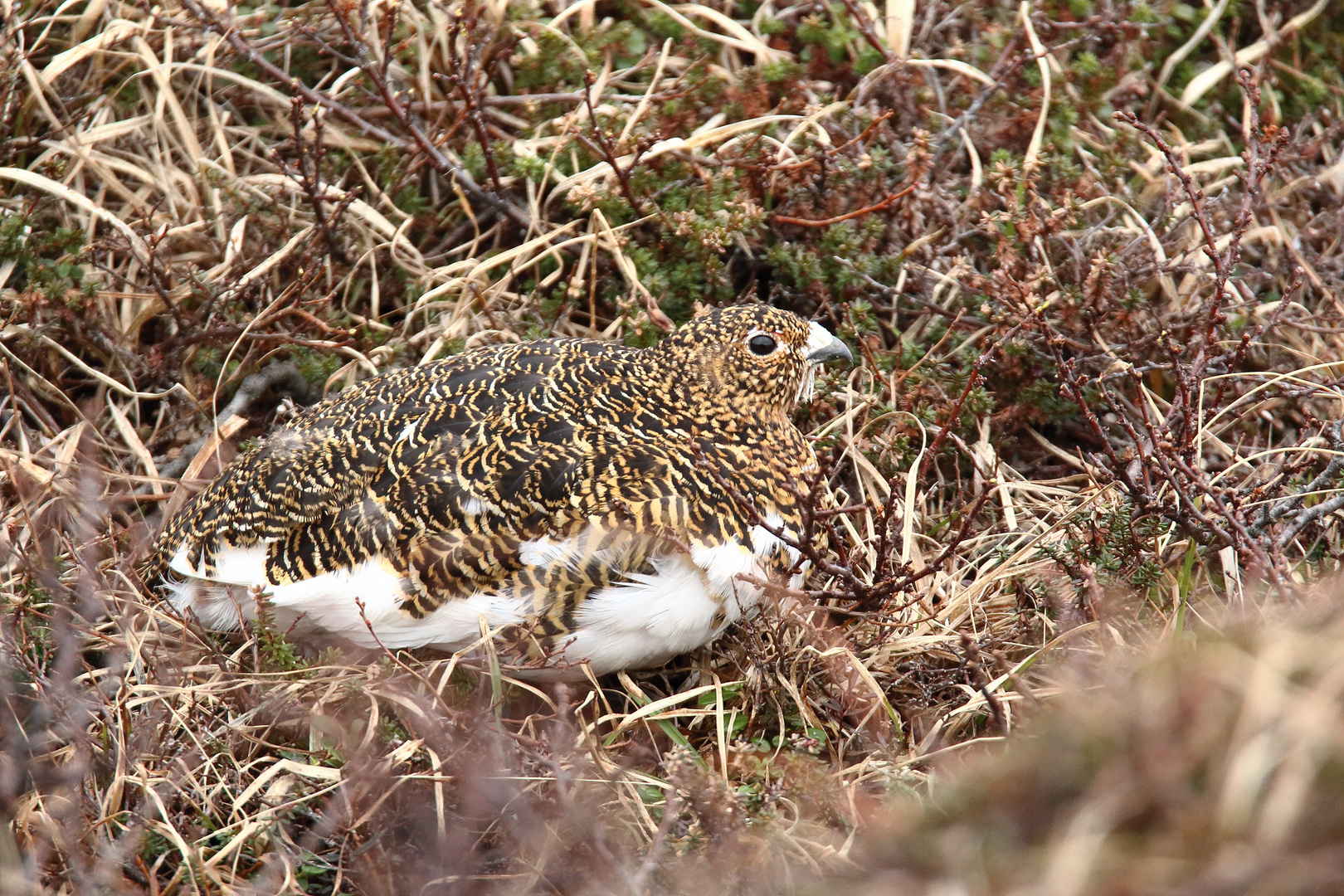 Moorschneehuhn (w)