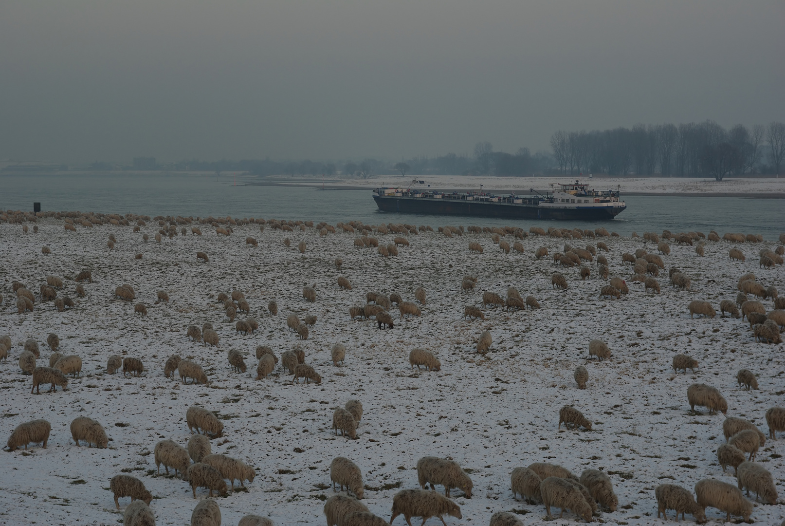 Moorschnucken am Rhein