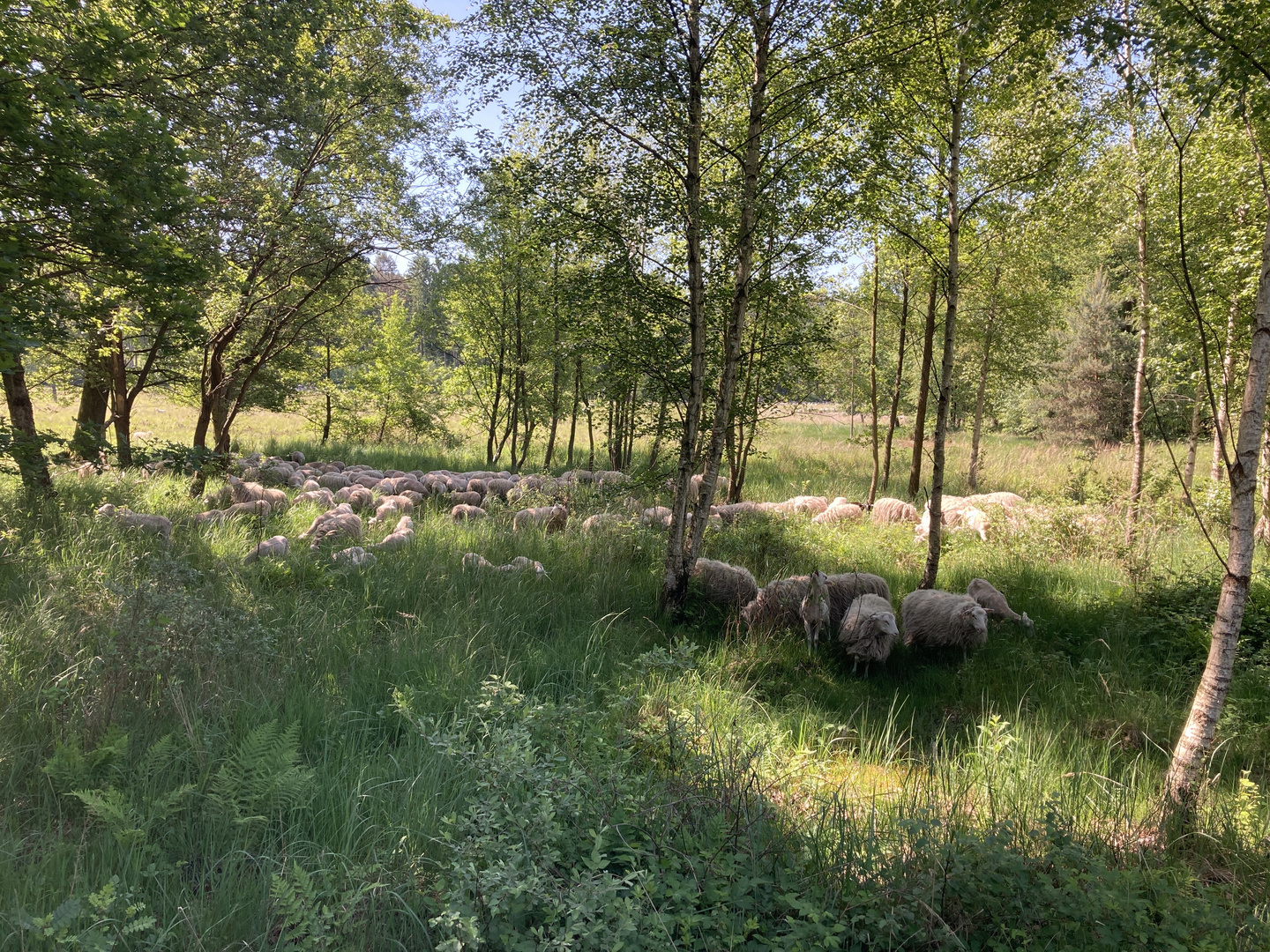 Moorschnucken bei der Arbeit