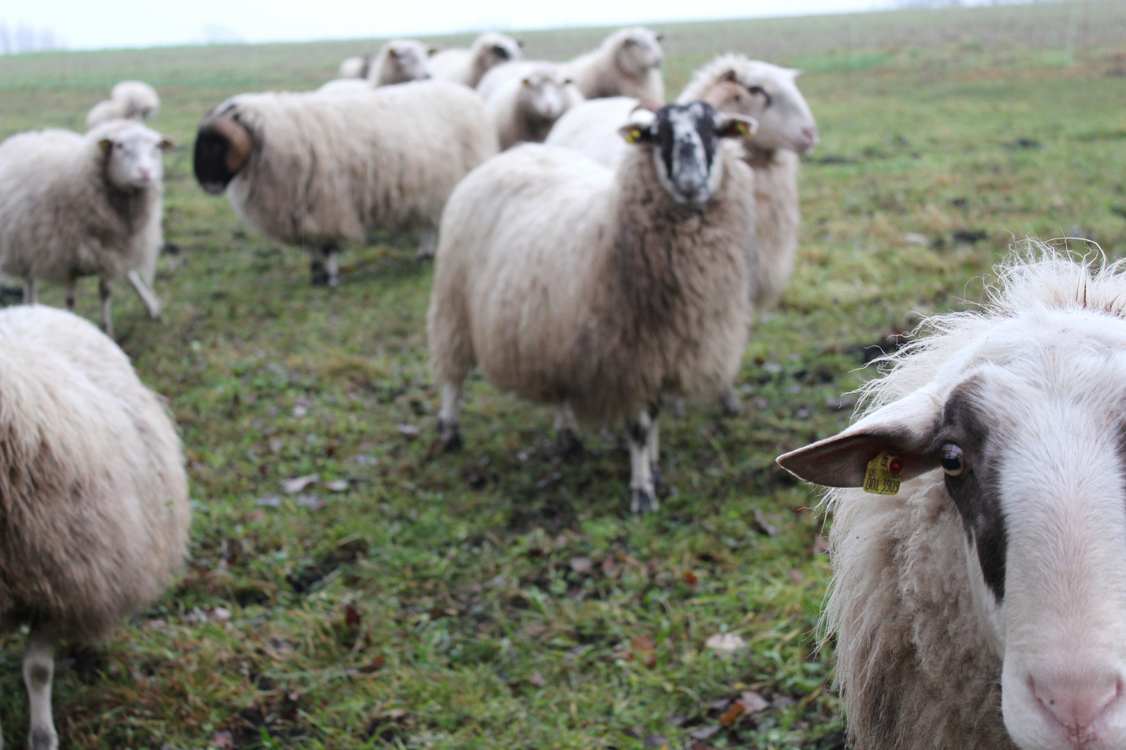 Moorschnucken