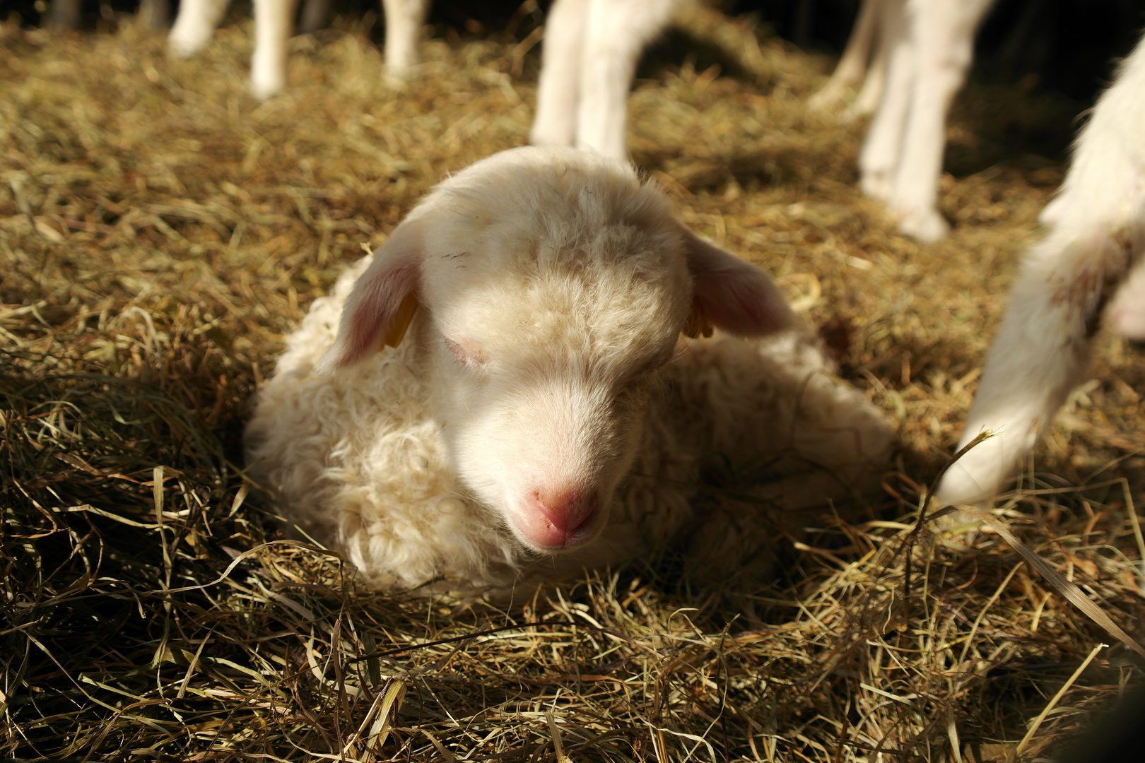 Moorschnucken-Lämmchen