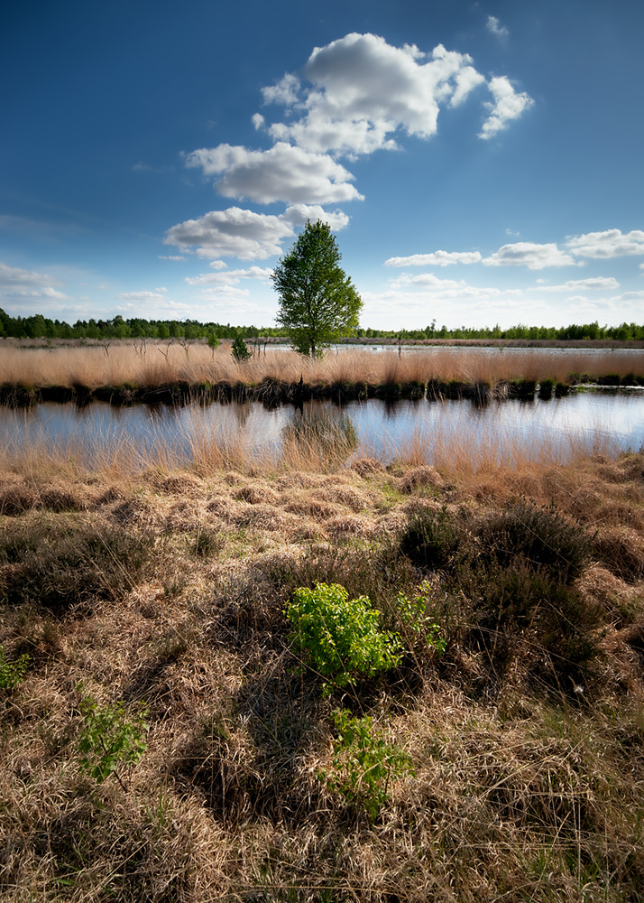 Moorsee