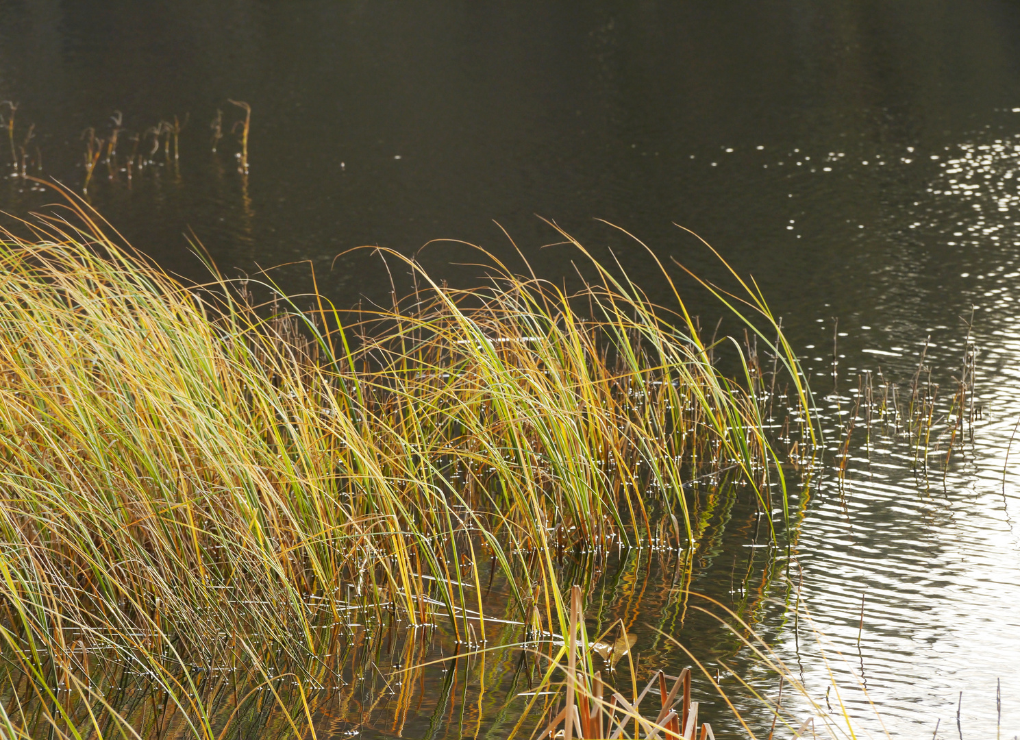 Moorsee im Dezember