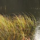 Moorsee im Dezember