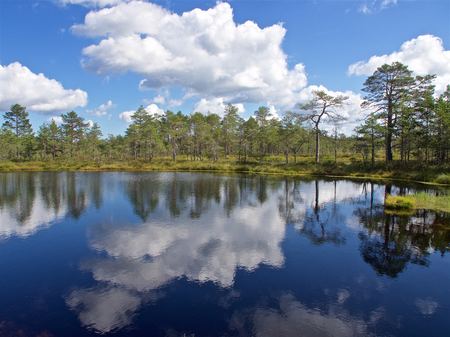 Moorsee im Lahemaa-Nationalpark