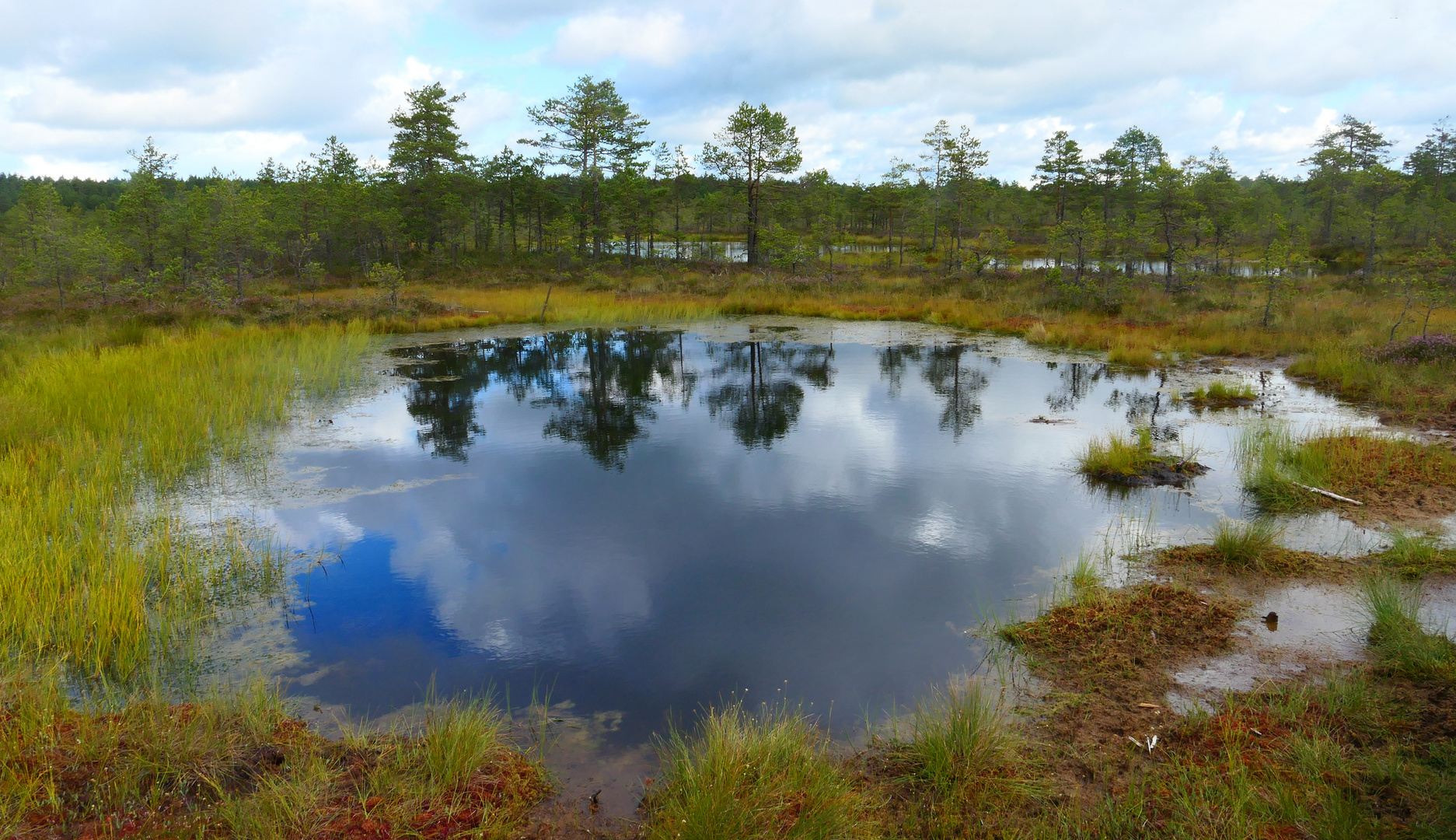 Moorsee im Lahemaa Naturpark in Estland