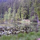 Moorsee im Schwarzen Wald