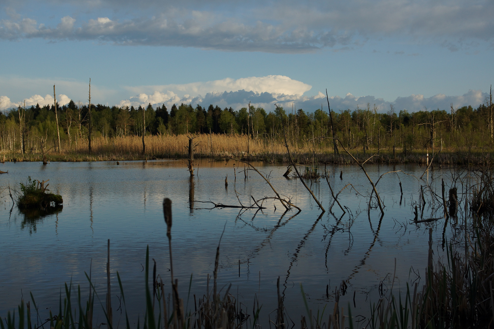 Moorsee im Schwenninger Moos