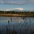 Moorsee im Schwenninger Moos