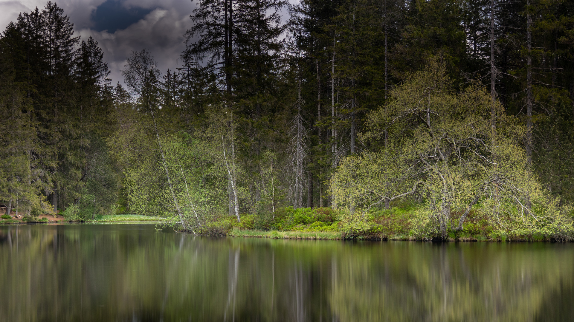 Moorsee im Wald