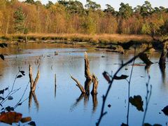 Moorsee zu Herbstbeginn