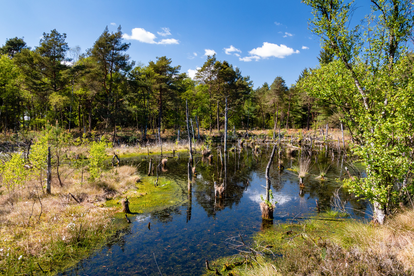 Moorspiegel