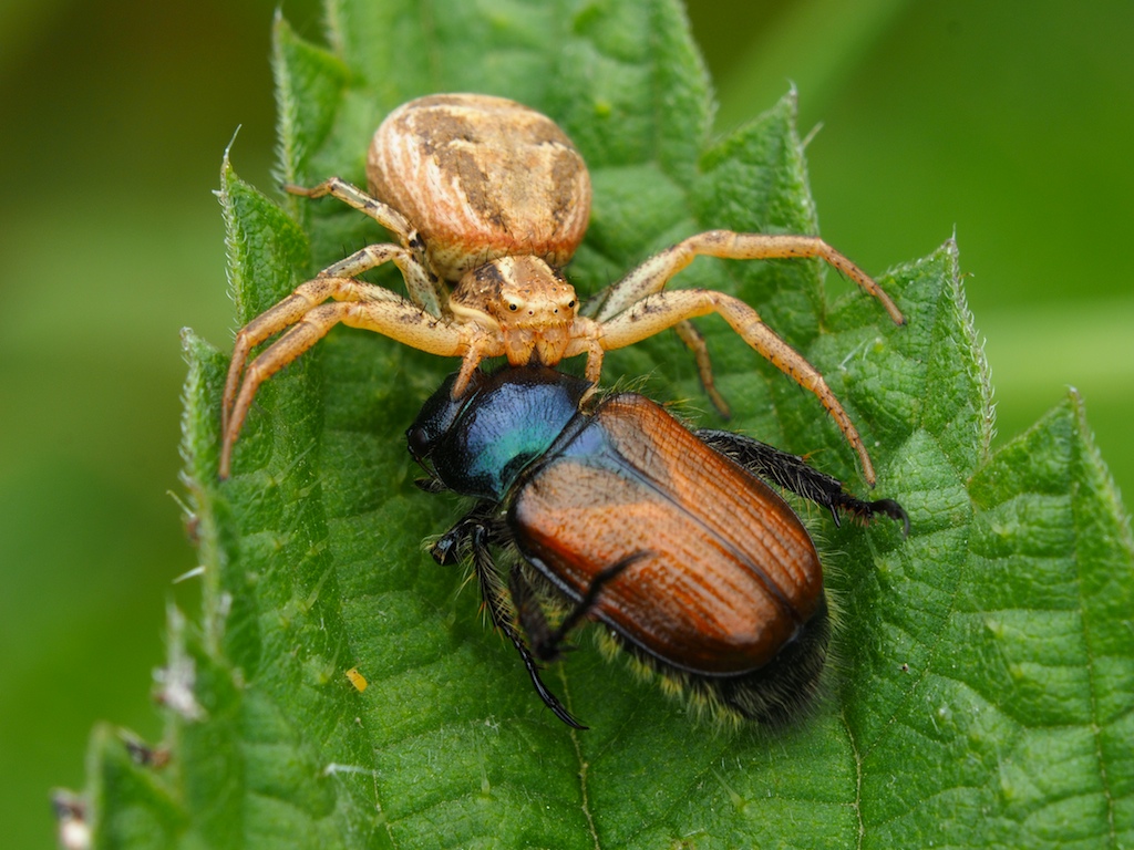 MOORSPINNE MIT FETTER BEUTE