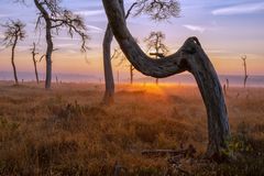 Moortanz  im Morgengrauen