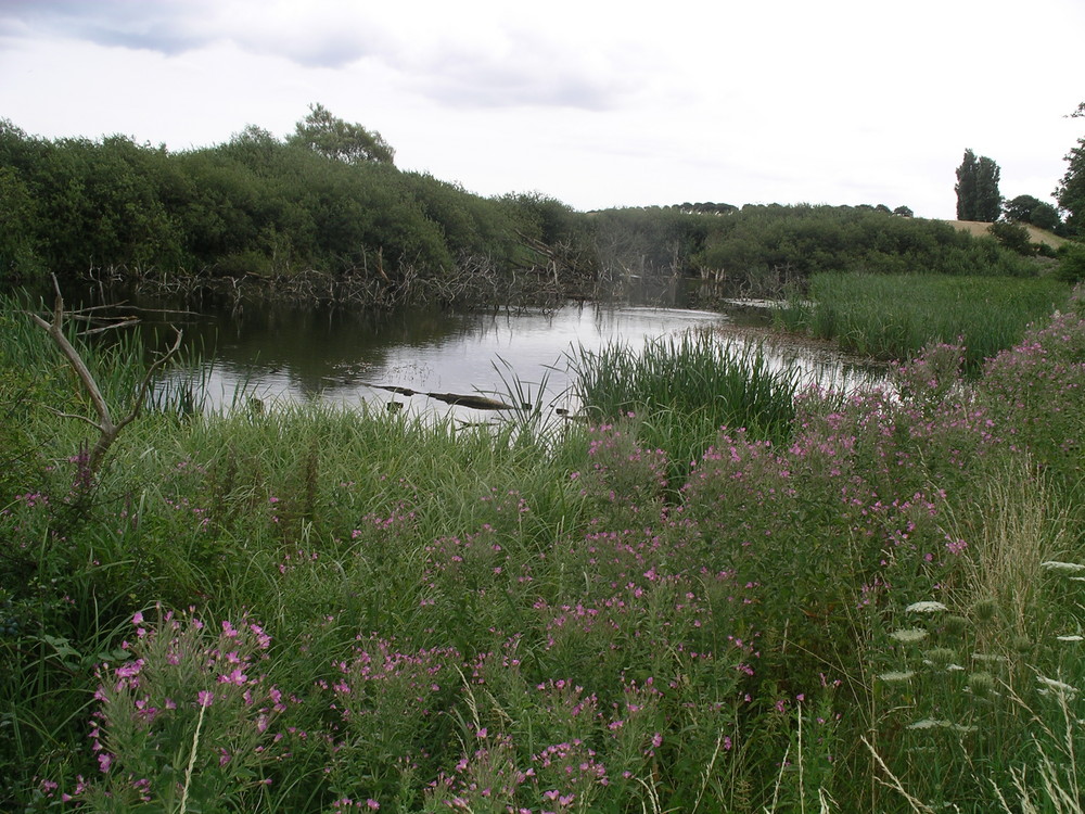 Moorteich auf Fünen