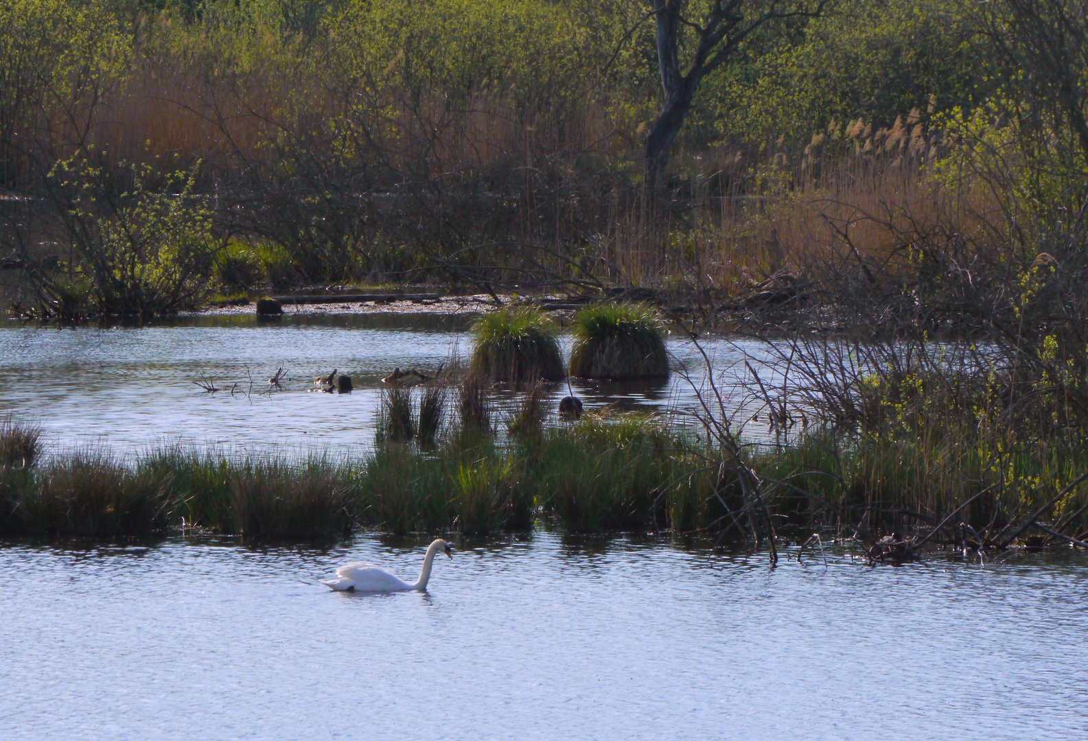 Moorteich bei Potsdam