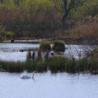 Moorteich bei Potsdam