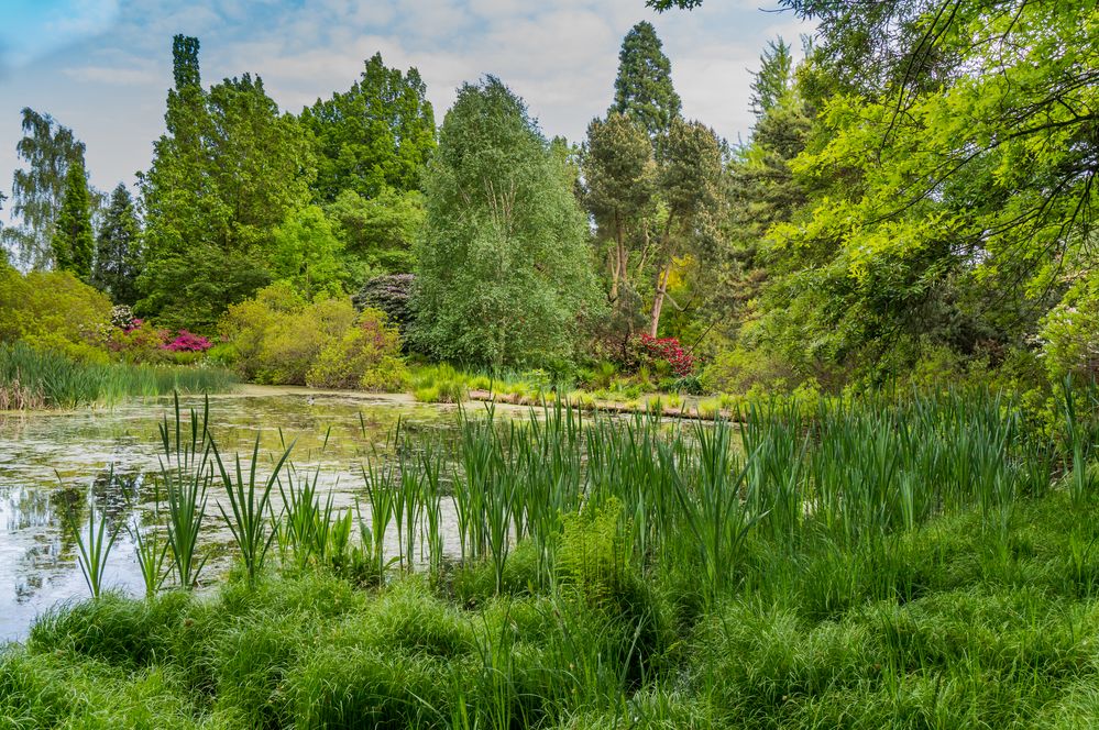 Moorteich - Berggarten/Hannover