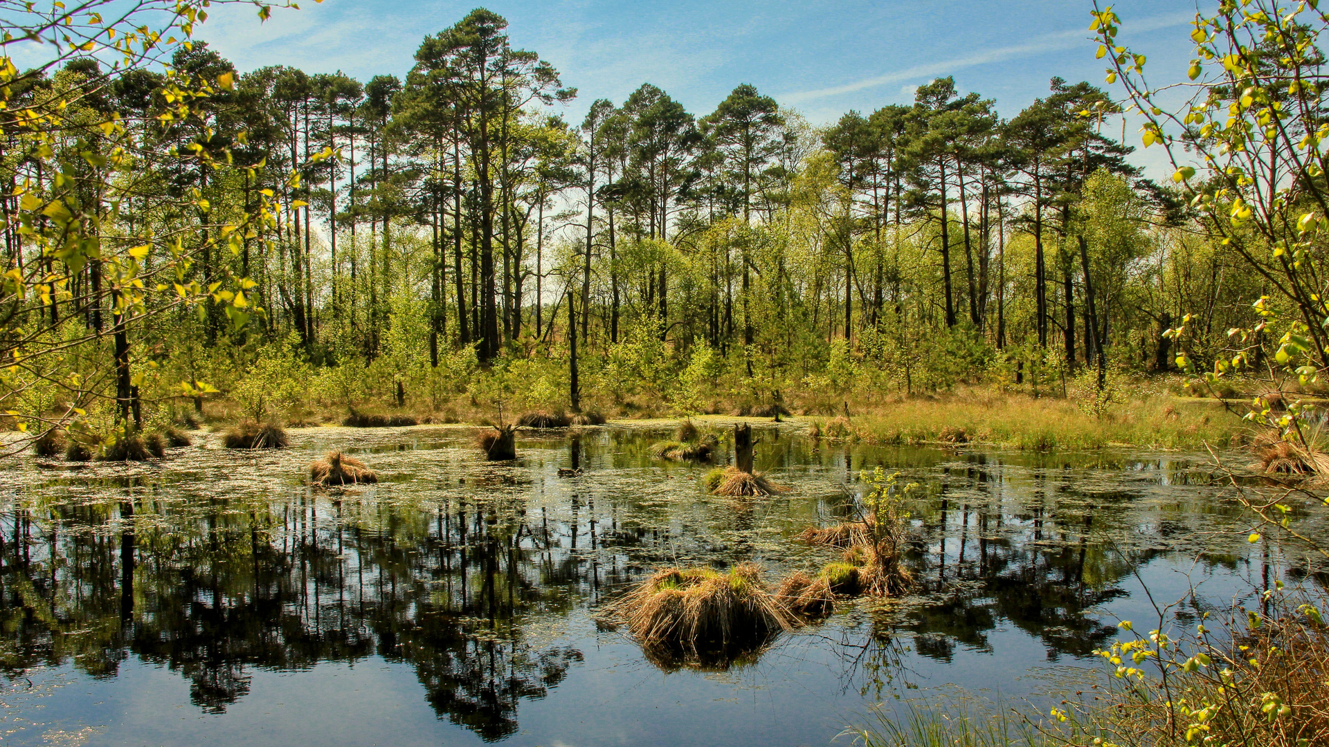 Moorteich Foto & Bild deutschland, europe, niedersachsen Bilder auf