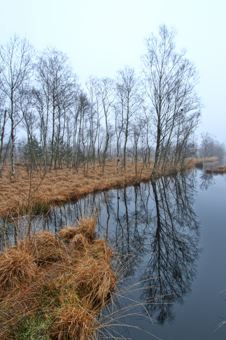 Moorteich - Spiegel II