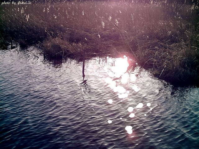 Moortümpel im Abendlicht