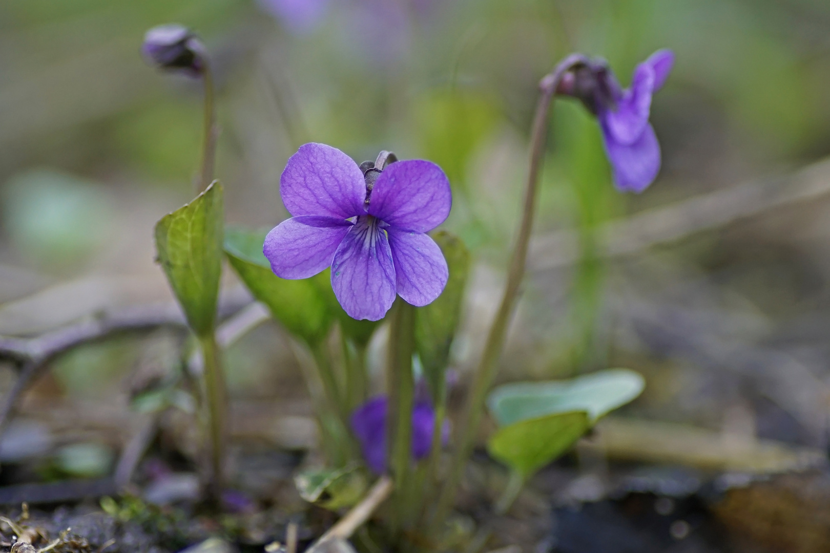 Moorveilchen (Viola uliginosa)