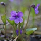 Moorveilchen (Viola uliginosa)