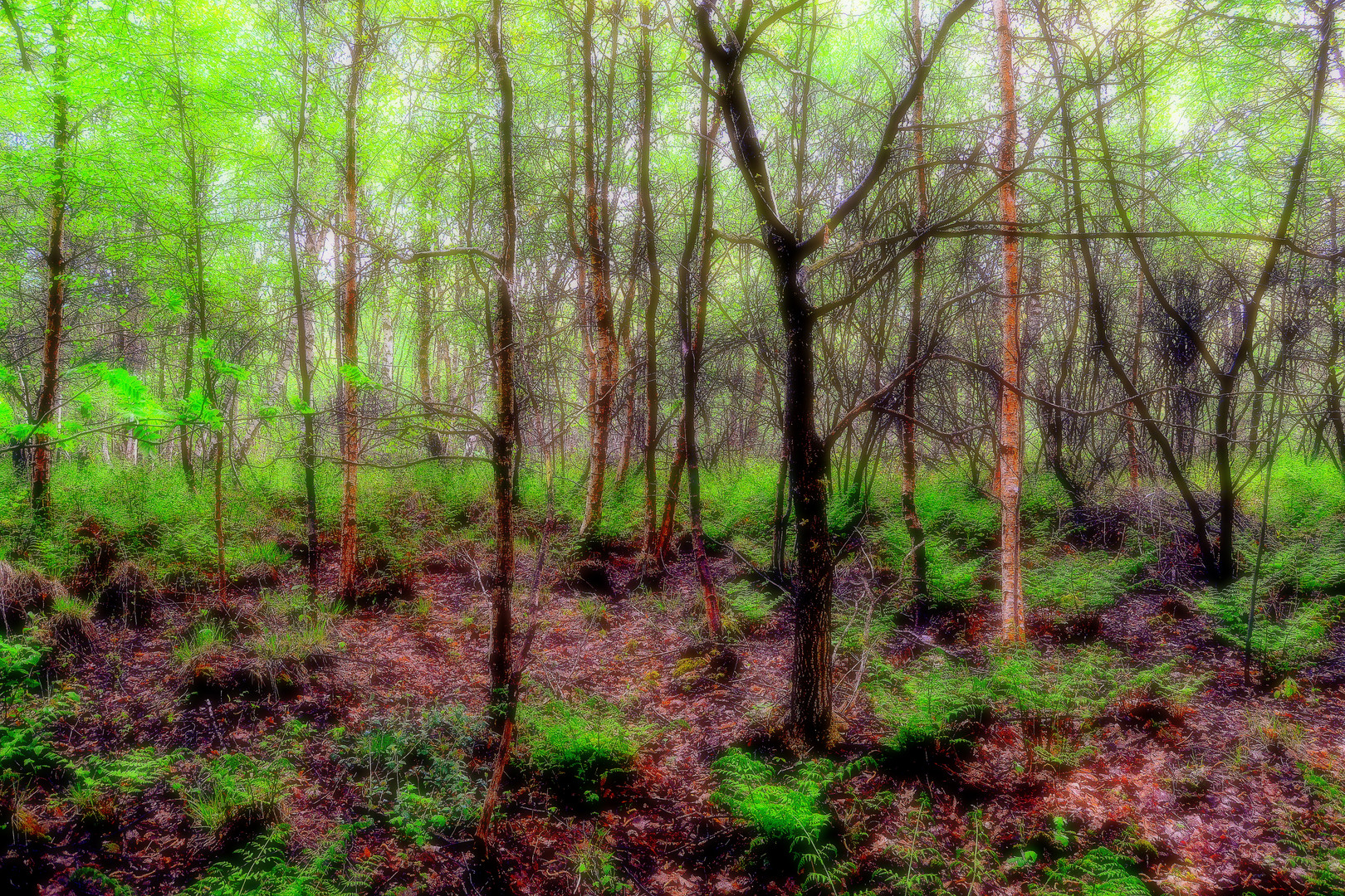 Moorwald in Bremerhaven, Leherheide