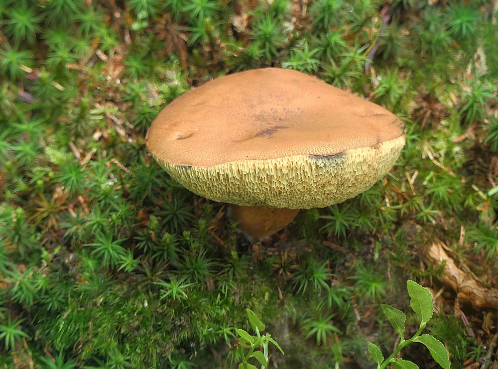 Moorwaldpilz