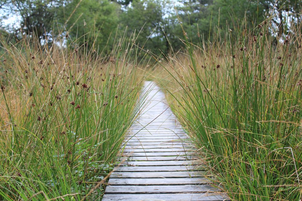 Moorwanderung in Belgien