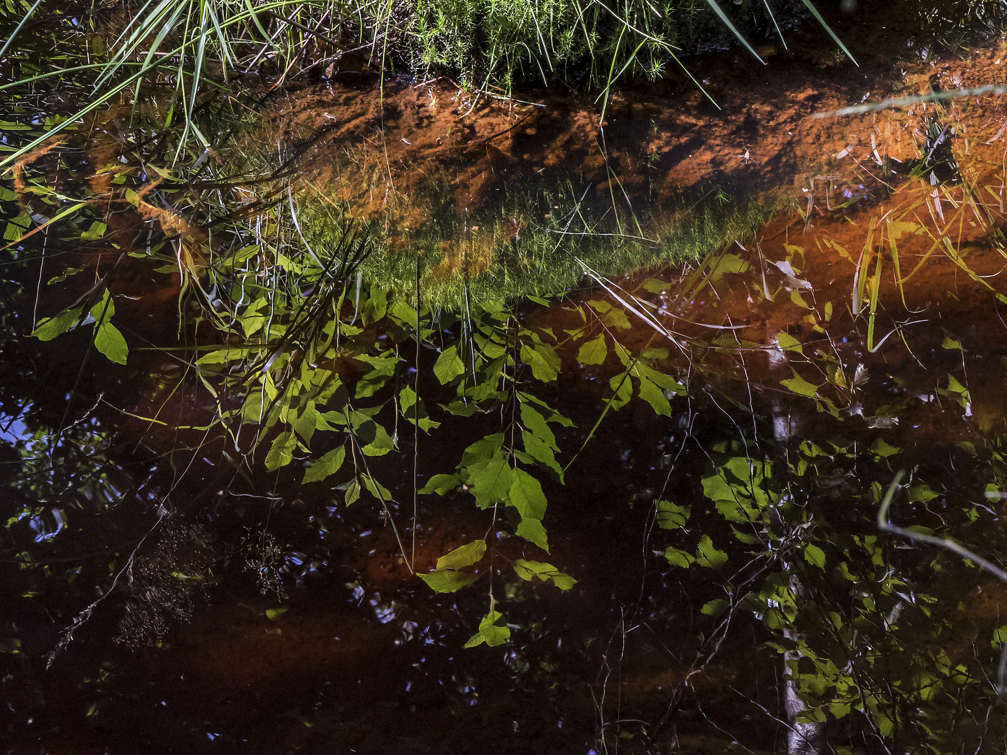 Moorwasser im Hohen Venn