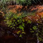 Moorwasser im Hohen Venn