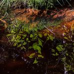 Moorwasser im Hohen Venn