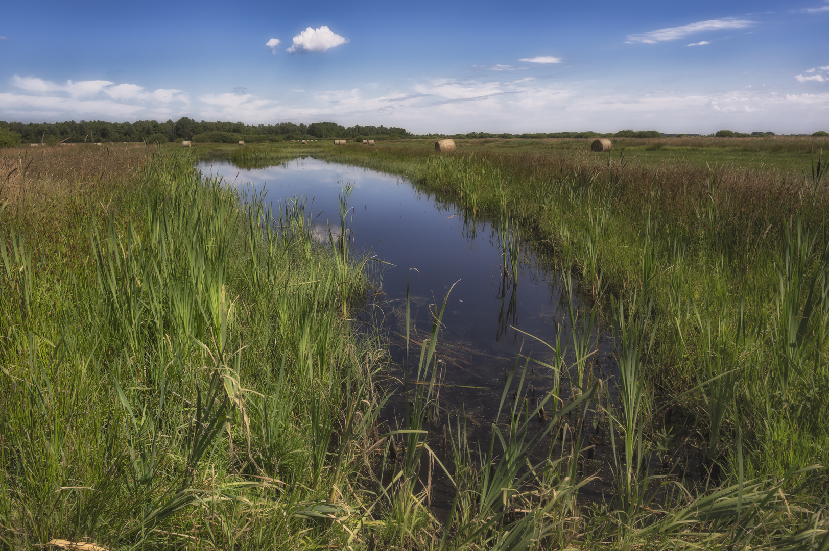 Moorwasser in der Weide am Ahrensfelder Damm