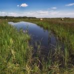 Moorwasser in der Weide am Ahrensfelder Damm