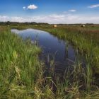 Moorwasser in der Weide am Ahrensfelder Damm