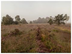 Moorweg durch Heidekraut