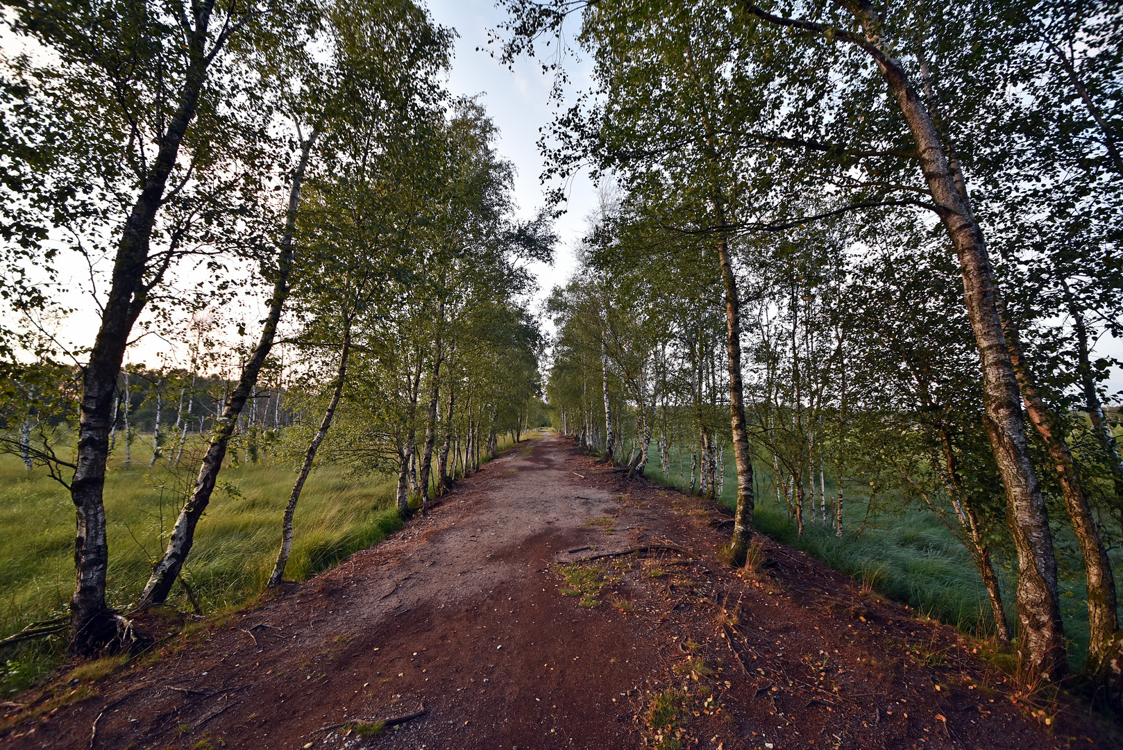 Moorweg im Dosenmoor